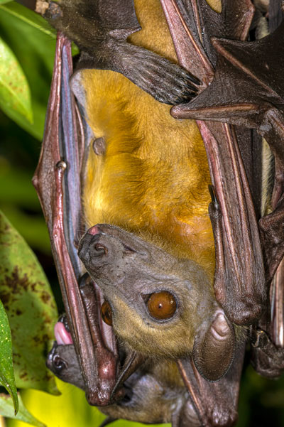 Straw-colored-fruit-bat