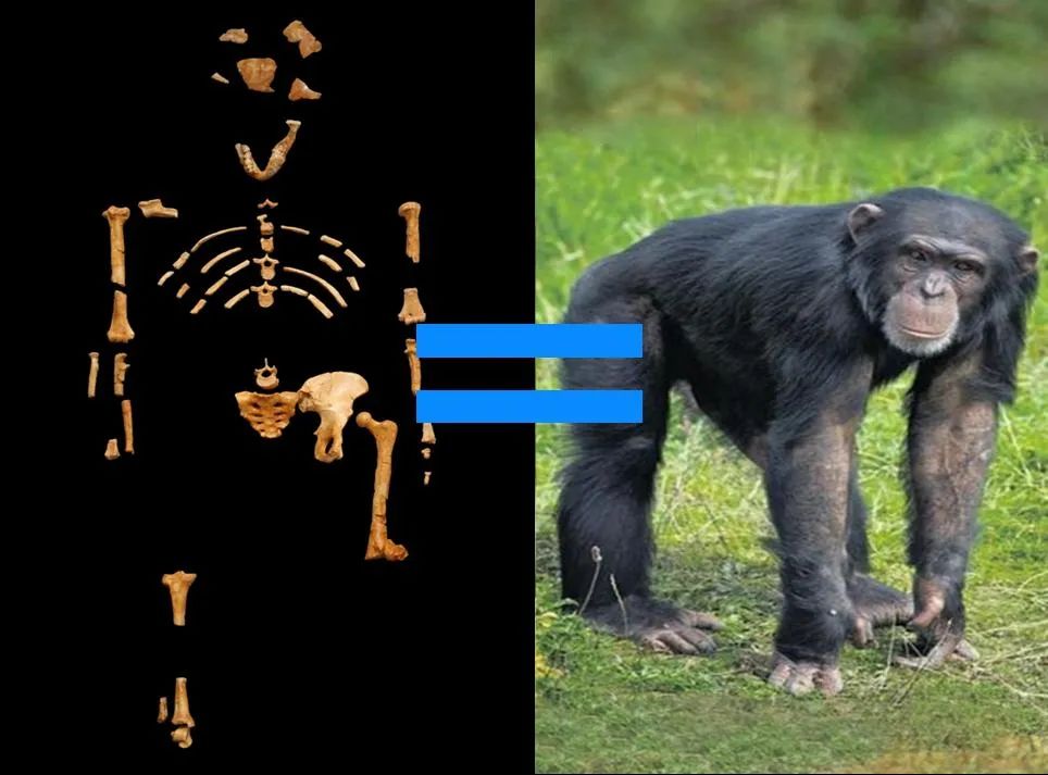 根据化石证据，“露西”就是类似黑猩猩的动物