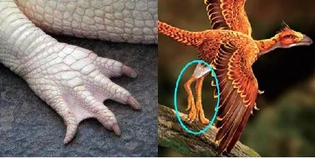 始祖鸟爪子与爬行动物（鳄鱼）爪子的对比