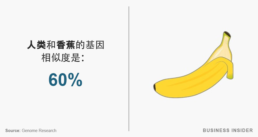 人类和香蕉的基因相似度