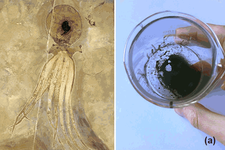 a.章鱼化石和复原的墨汁；b. 荷兰艺术家Esther使用此化石墨汁作画；c. Esther所完成的作品