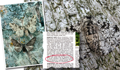 飞蛾档案——剖析黑白蛾子的进化证据
