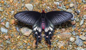 黑蝴蝶的翅膀：启发了太阳能电池的设计
