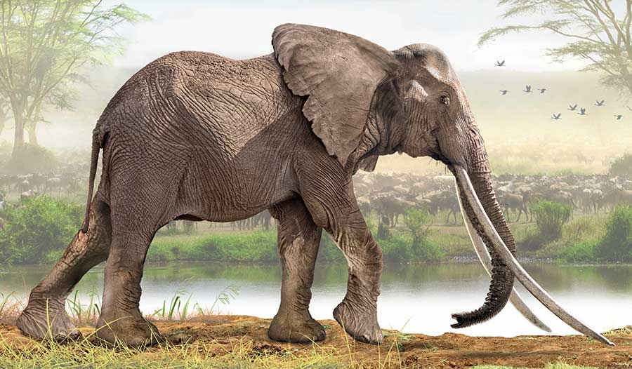 末代的超级象牙