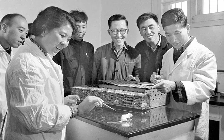 牛胰岛素在小鼠上试验成功