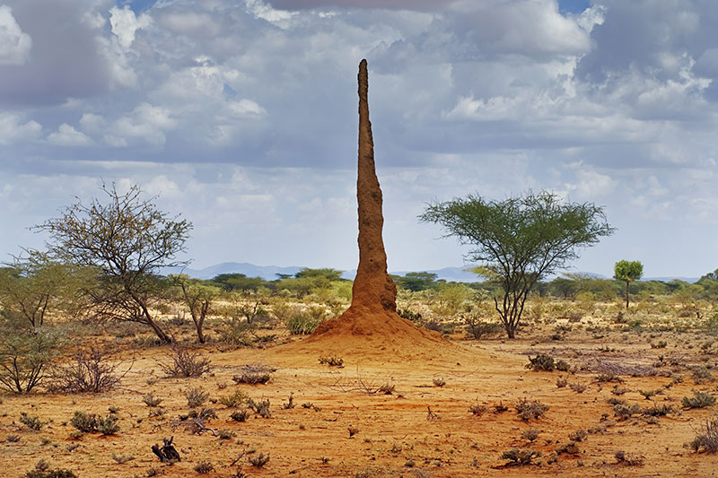 成熟的白蚁丘顶高约6米 成熟的白蚁丘顶高约6米