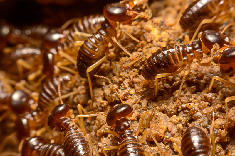 白蚁工蚁 白蚁工蚁