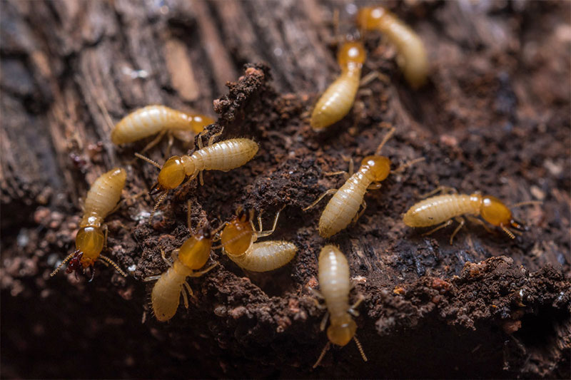 白蚁在肠道微生物或菌圃真菌辅助下，以木材为食