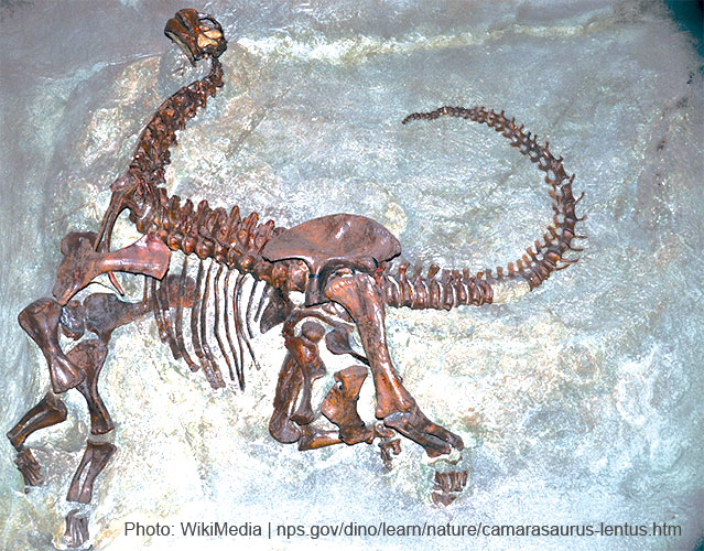 Camarasaurus-lentus-Carnegie