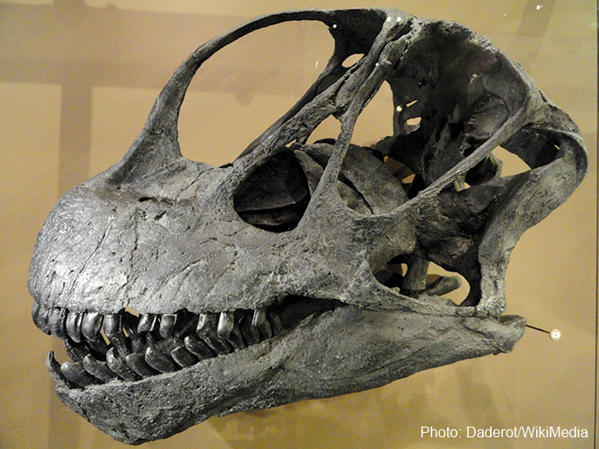 Camarasaurus的头骨铸件， 头部呈圆形