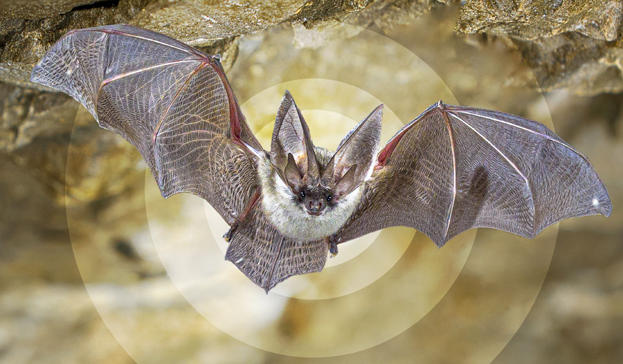 鬼蝠 Macroderma-gigas