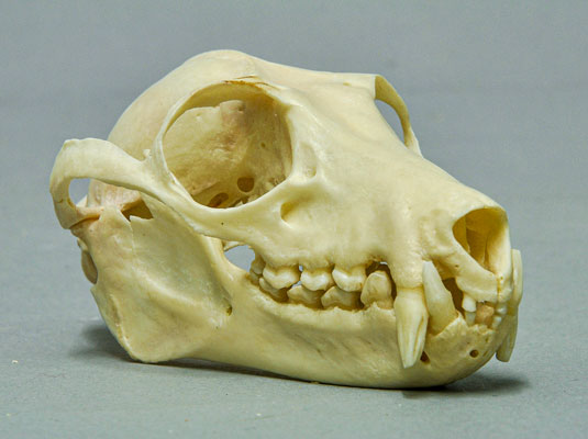 黑耳狐蝠的头骨 Pteropus-melanotus