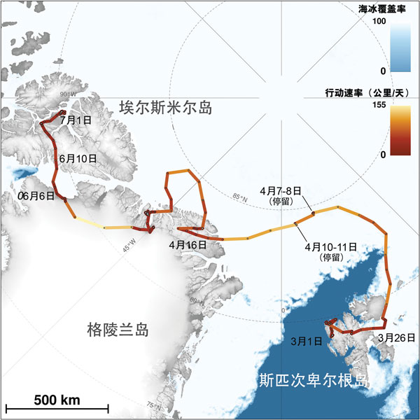 arctic-fox-journey
