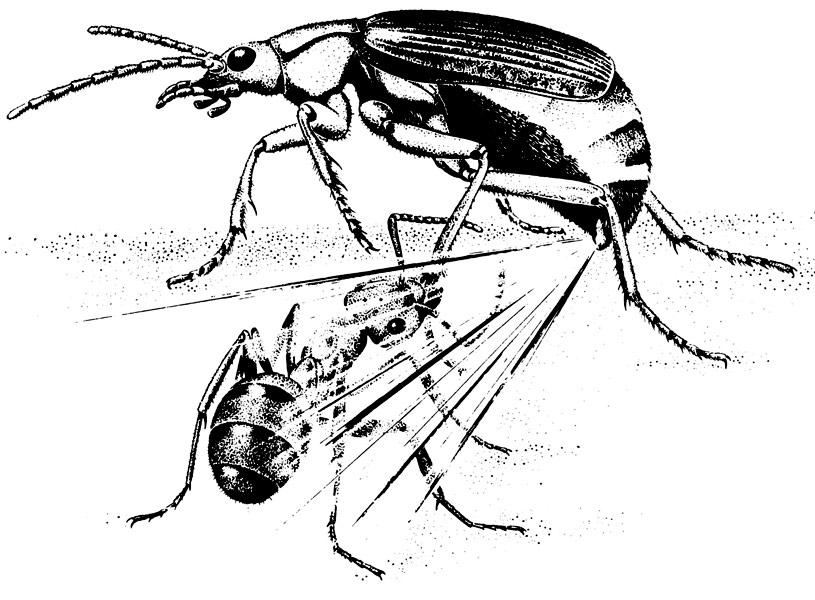 Bombardier beetle spraying an ant attacker Bombardier beetle spraying an ant attacker