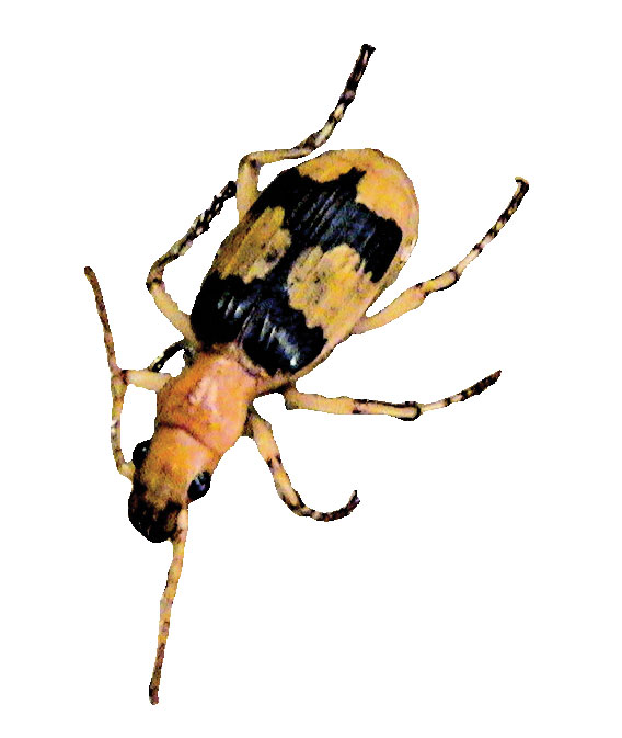 Stenaptinus-insignis Stenaptinus-insignis