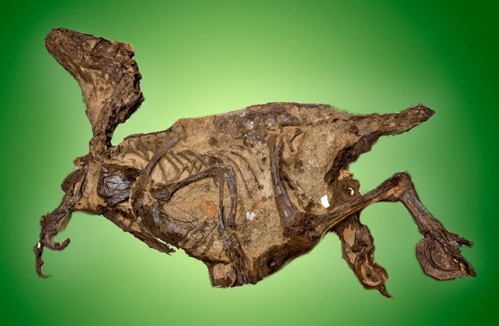 恐龙“淹死”的姿势 恐龙“淹死”的姿势