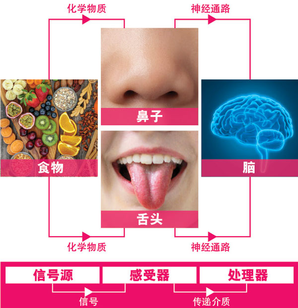 舌头的味蕾化学感受器