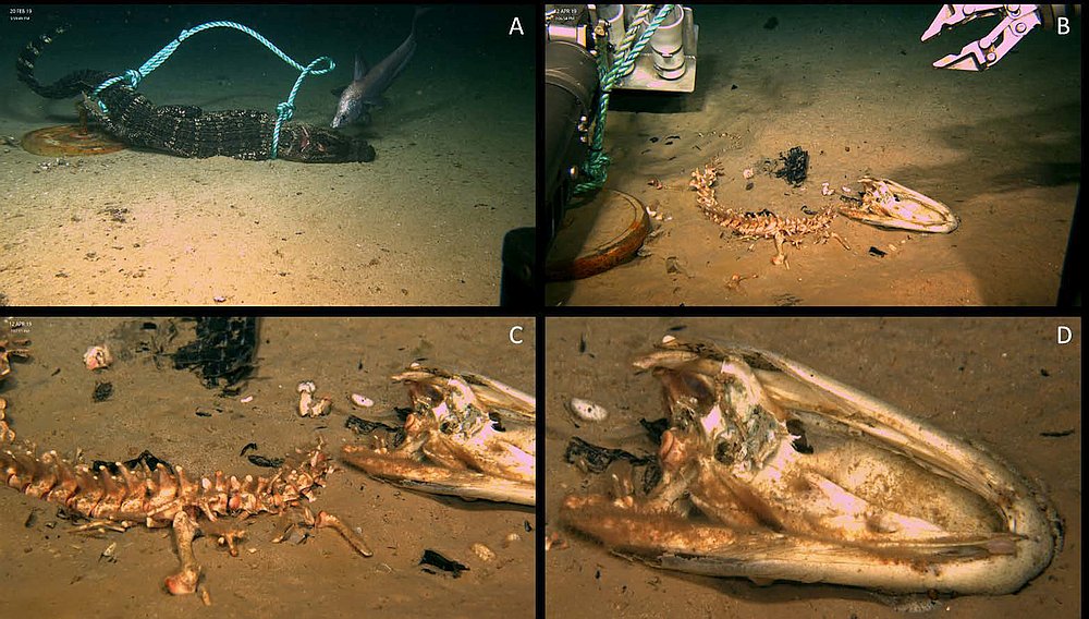 在海底的鳄鱼尸体并没变成化石
