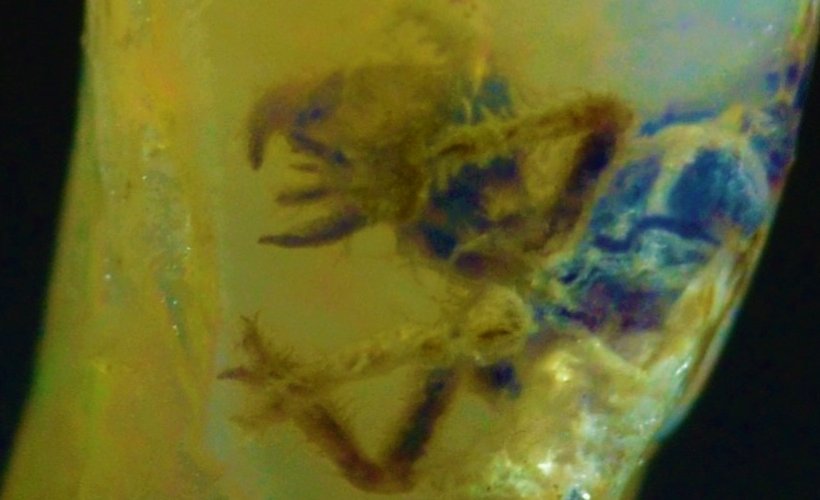 蛋白石中的昆虫