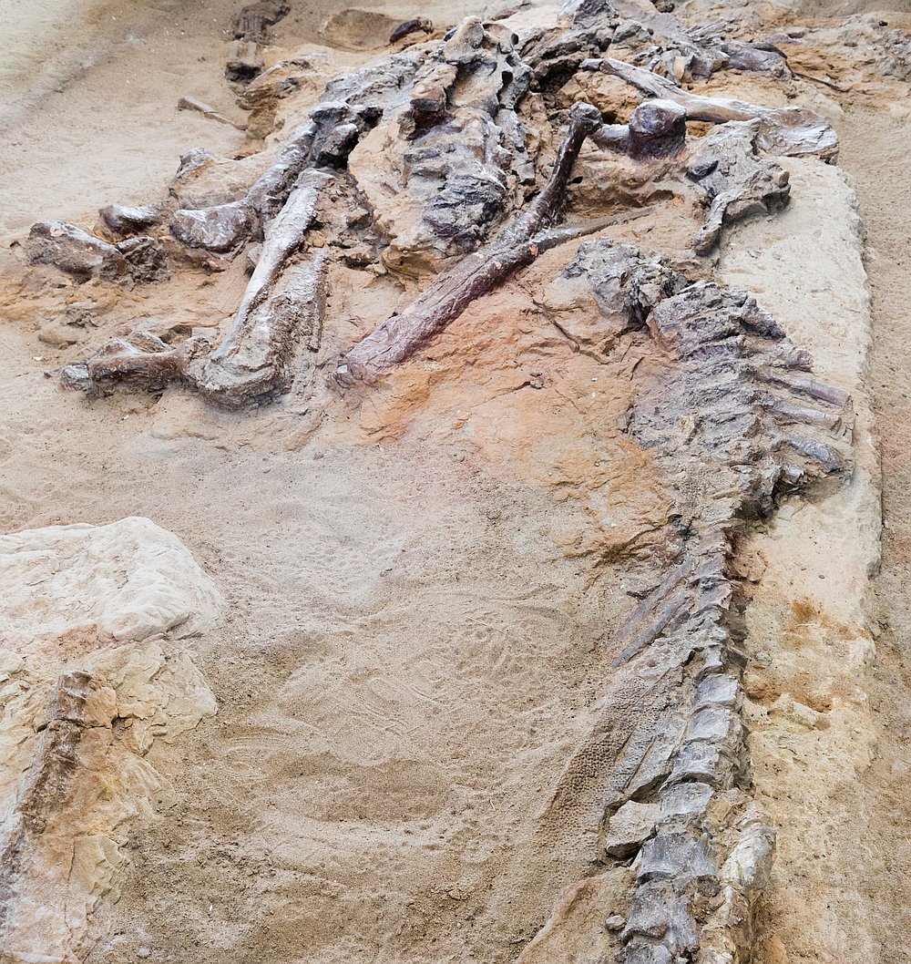 在恐龙中发现了人类骨头的疾病