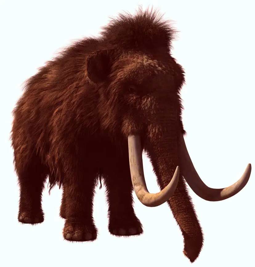 猛犸象 woolly-mammoth