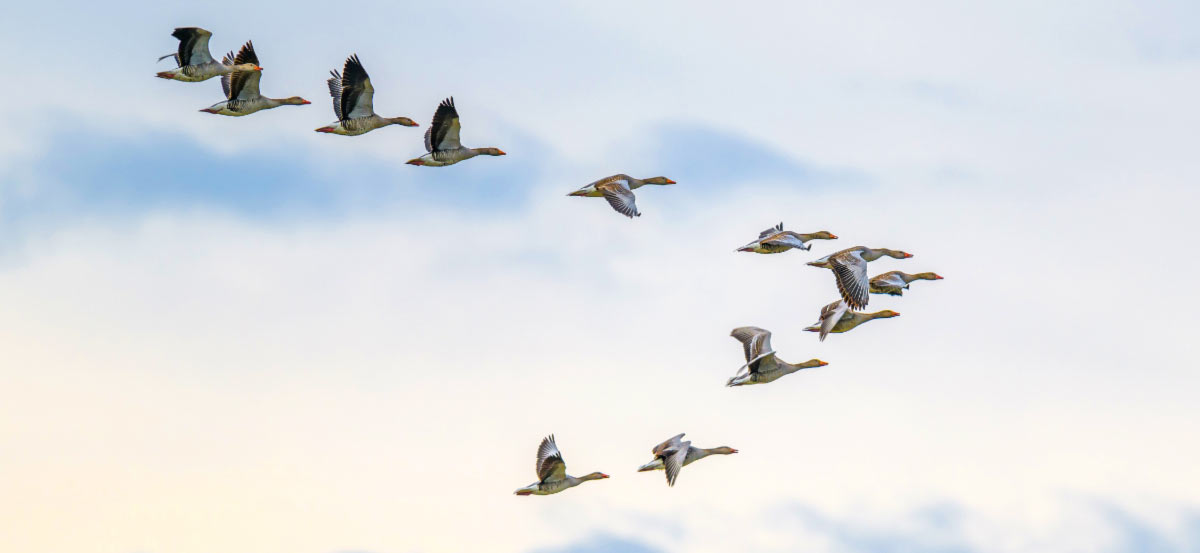 灰雁呈V字形迁徙