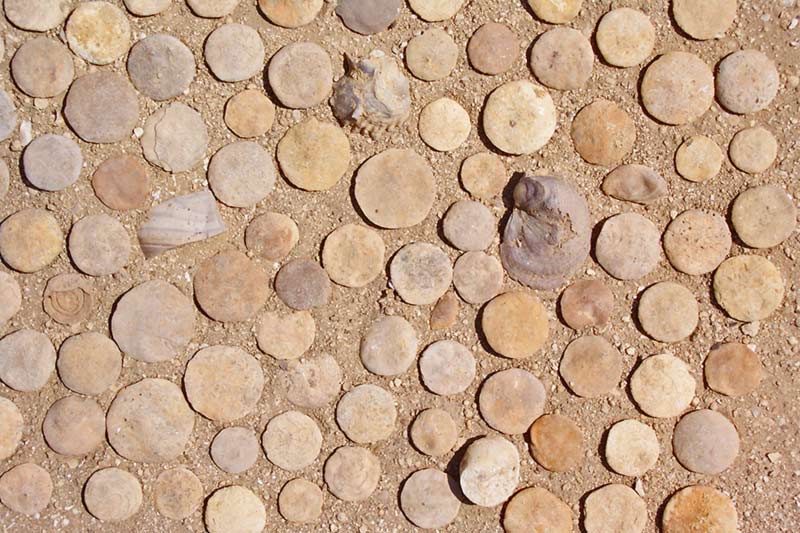 货币虫外壳化石