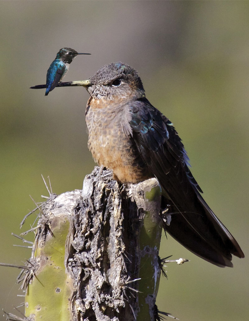 吸蜜蜂鸟与巨蜂鸟