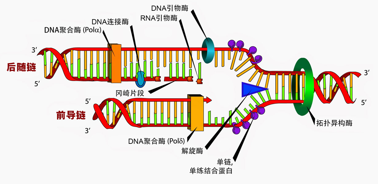 拓扑异构酶与DNA合成