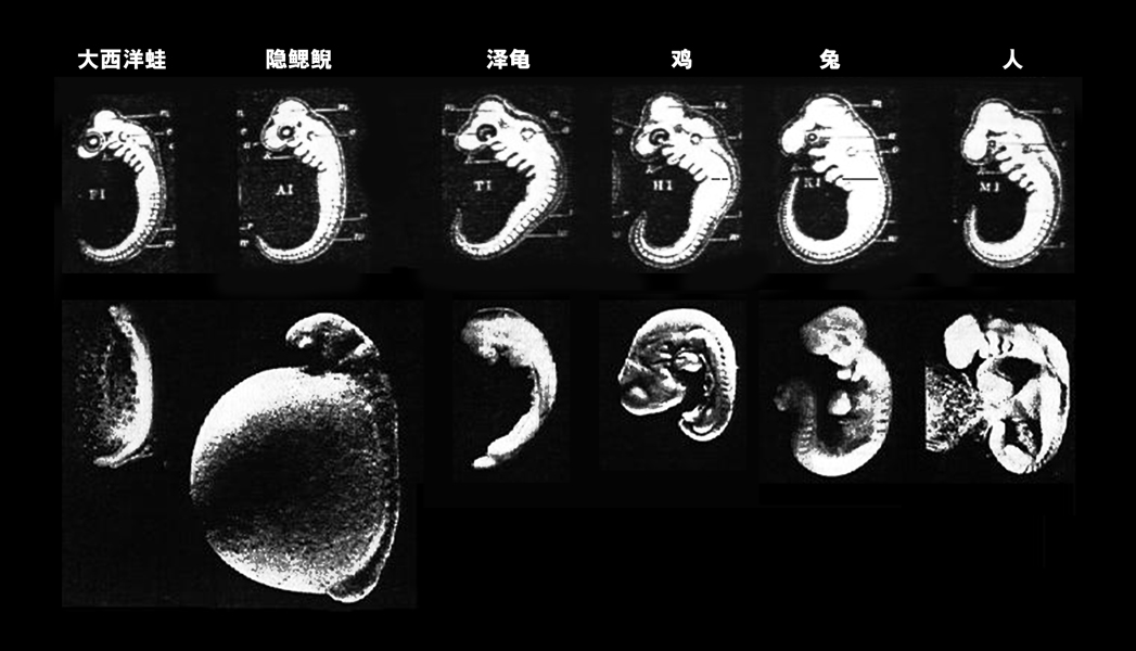 海克尔的各种胚胎照片