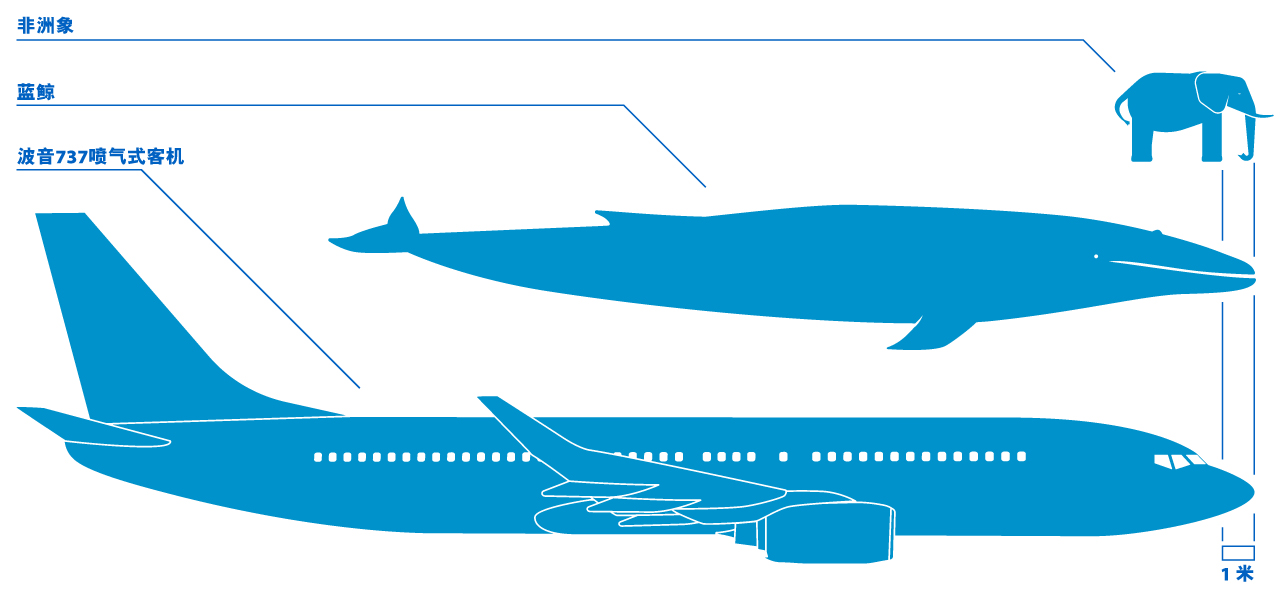 蓝鲸的大小