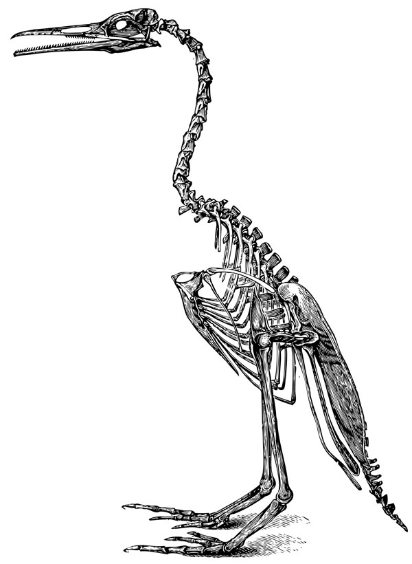 bird-skeleton