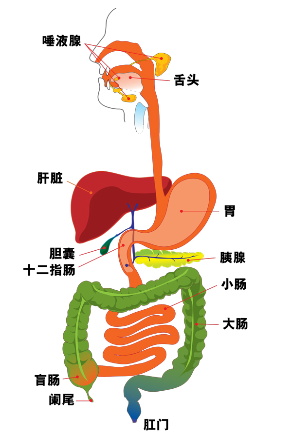 人体消化系统