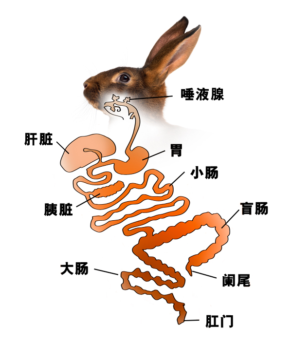 兔子消化系统