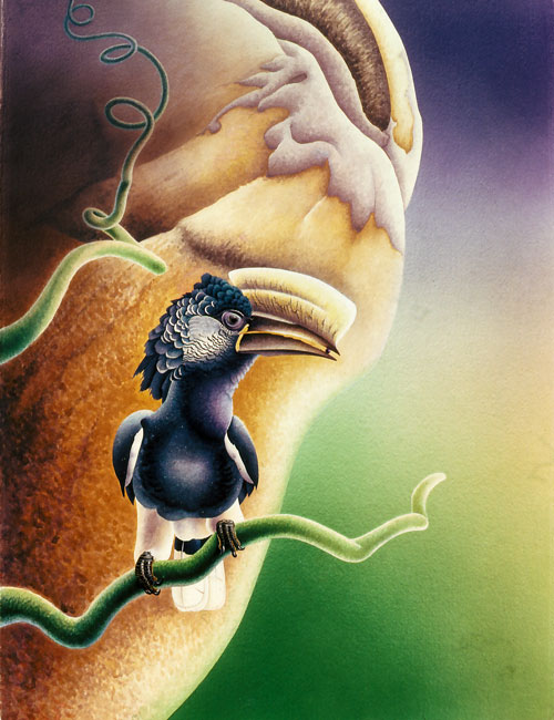 Silvery-cheeked-Hornbill