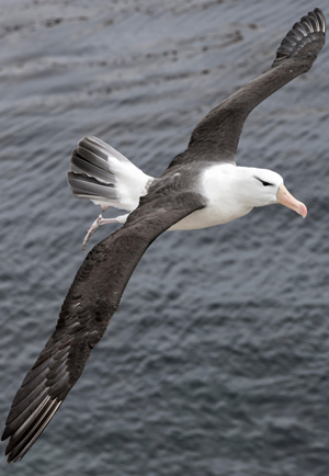albatross-master-aviator-ocean-winds