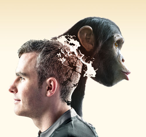 人类和黑猩猩 人类和黑猩猩