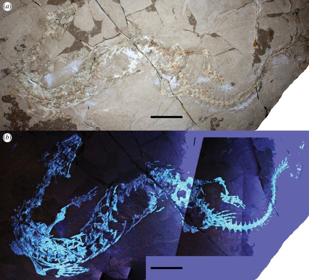 海洋蜥蜴化石