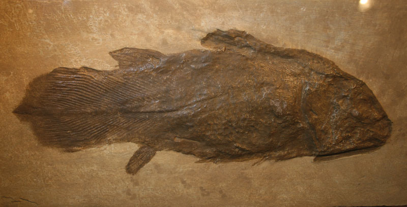 “恐龙时代”的腔棘鱼