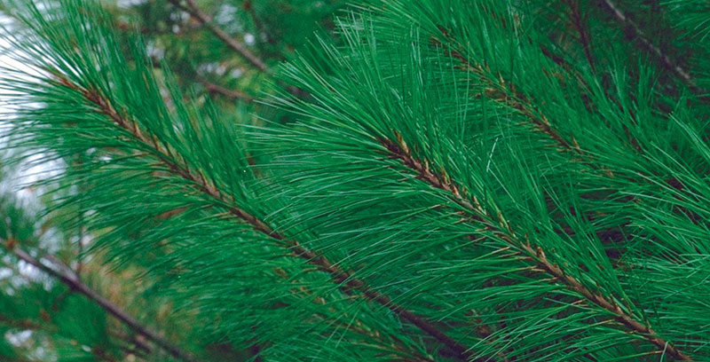 现代白松(针叶树) 现代白松(针叶树)