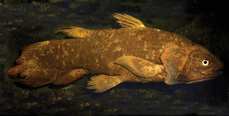 现代腔棘鱼 现代腔棘鱼