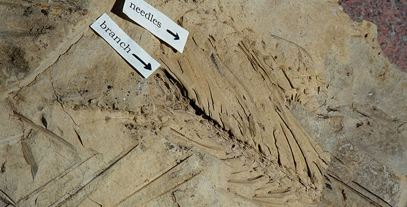 “恐龙时代”的针叶树 “恐龙时代”的针叶树