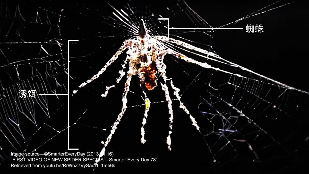 诱饵蜘蛛 诱饵蜘蛛