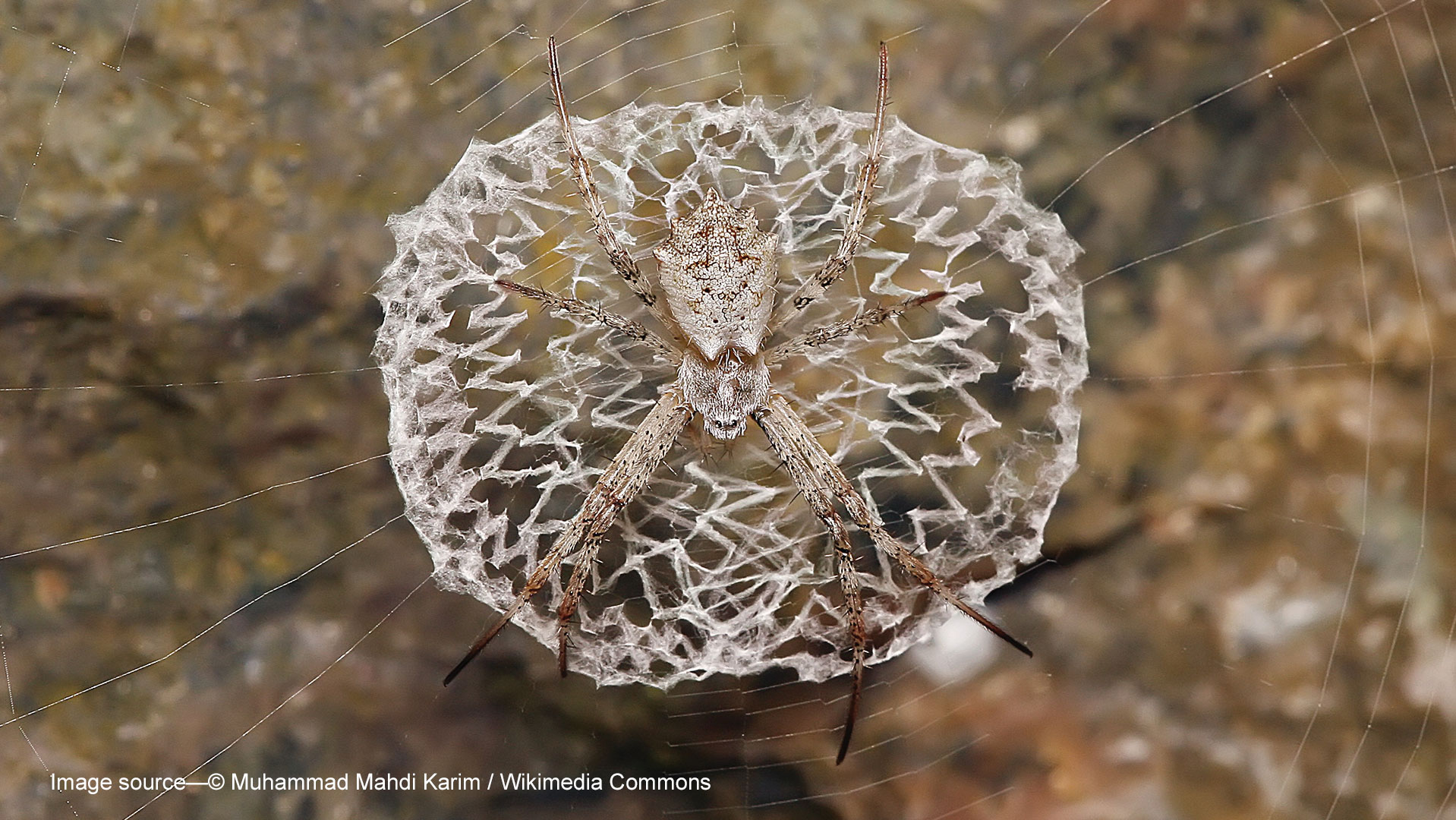 北美黄斑金蛛 北美黄斑金蛛