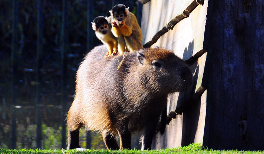 水豚—给其他动物当座椅的啮齿动物 水豚—给其他动物当座椅的啮齿动物