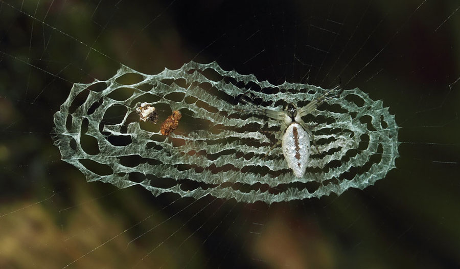 蜘蛛诱饵 蜘蛛诱饵