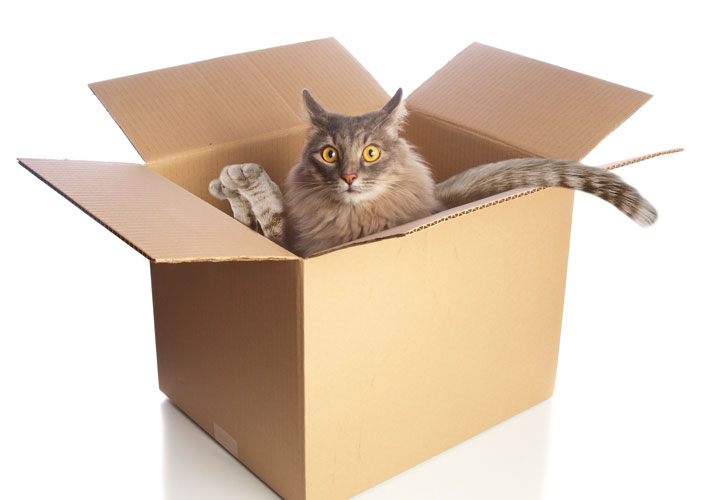多宇宙模型：纸箱里的猫