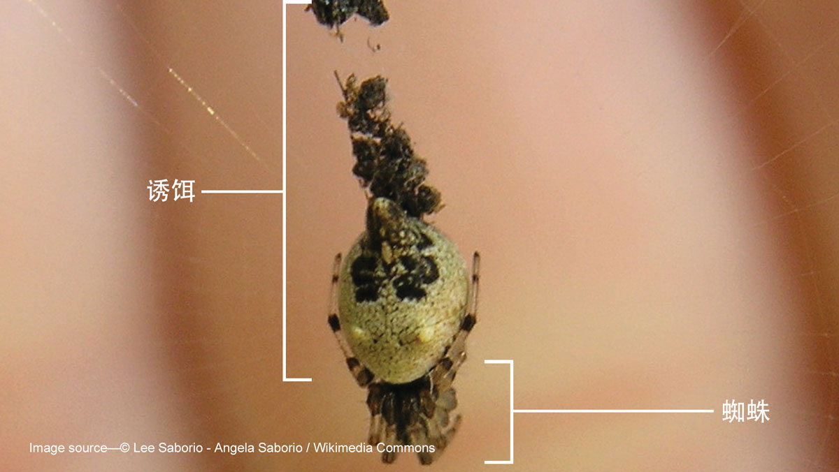 突尾艾蛛 突尾艾蛛