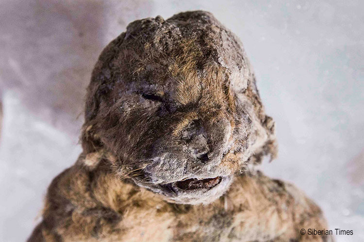 西伯利亚冰封的幼狮干尸1