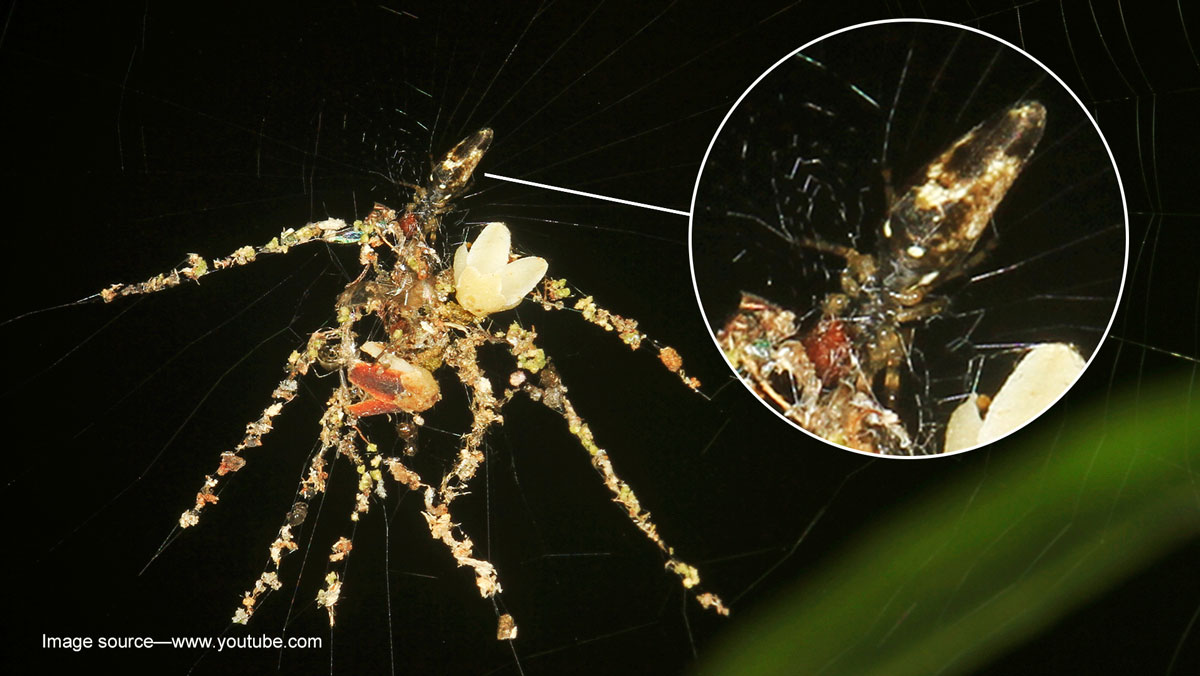 诱饵蜘蛛与真蜘蛛 诱饵蜘蛛与真蜘蛛